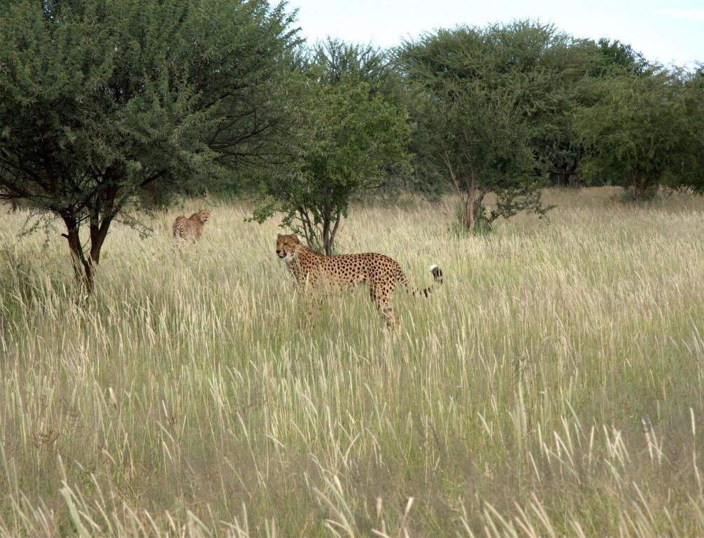 Mokuti Etosha Villa Namutoni Eksteriør billede